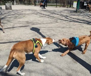Peters Park Dog Park