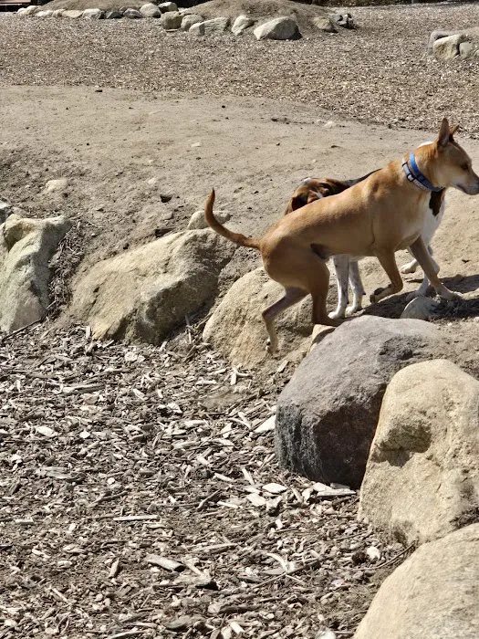 Marshfield Dog Park 6