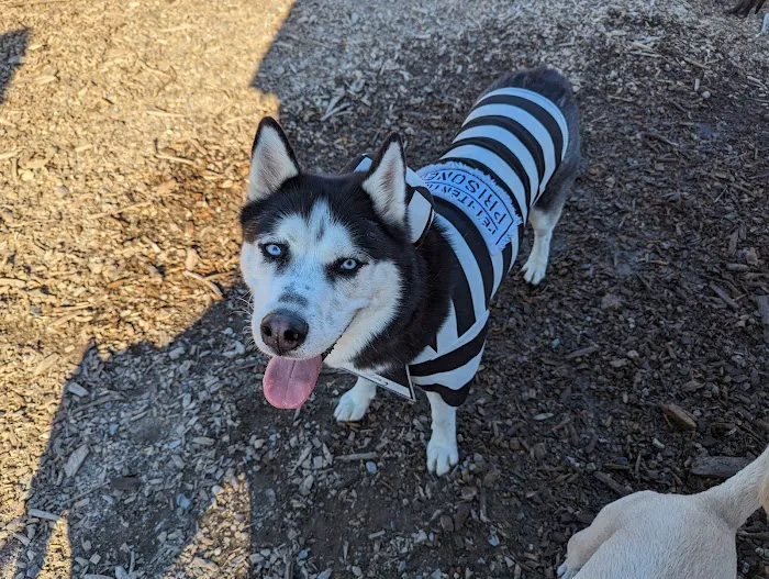 Marshfield Dog Park 3