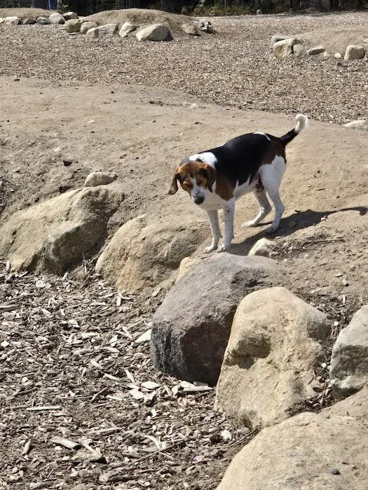 Marshfield Dog Park 9