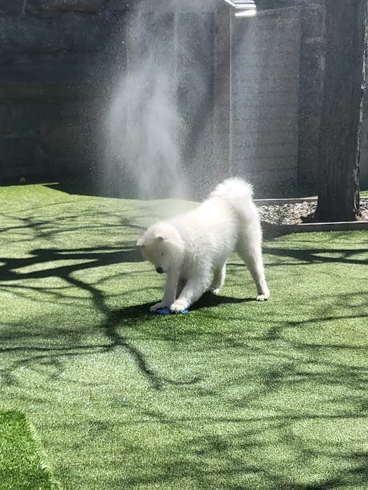 RUFF North End Dog Park 2