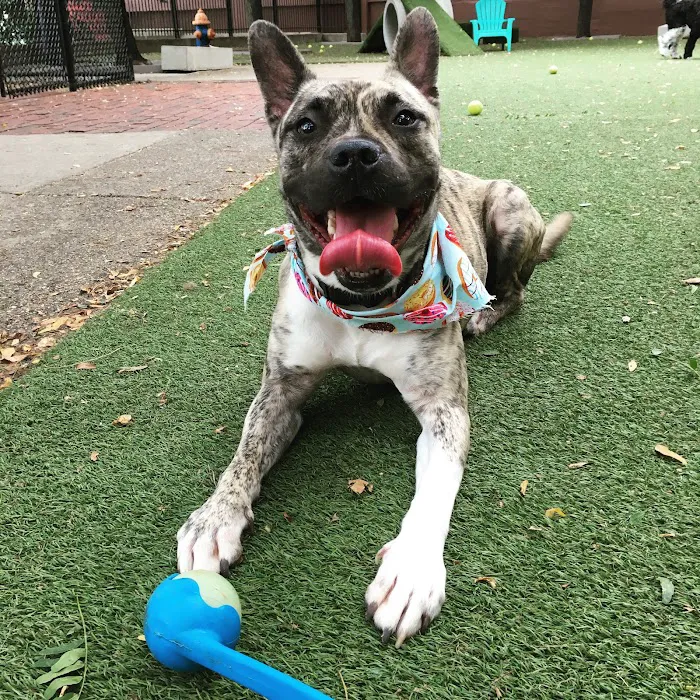 RUFF North End Dog Park 10