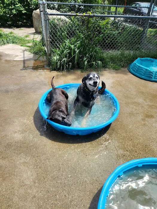 Derry Dog Park 6