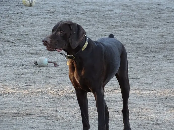 Derry Dog Park 3