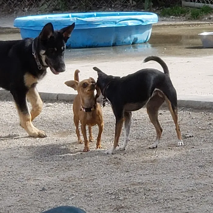 Derry Dog Park 9