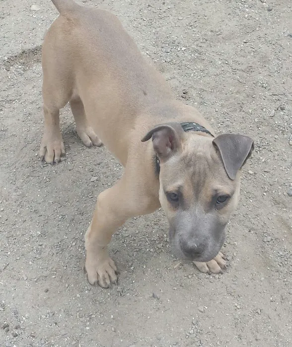 Derry Dog Park 1