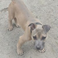Derry Dog Park ico