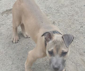 Derry Dog Park