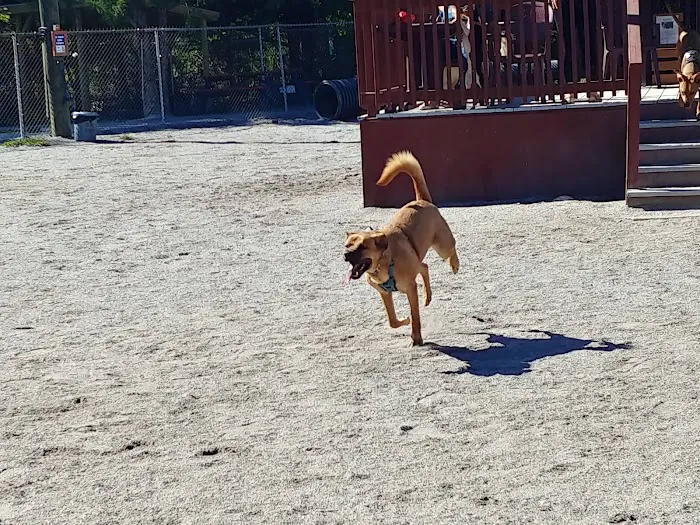 Derry Dog Park 5