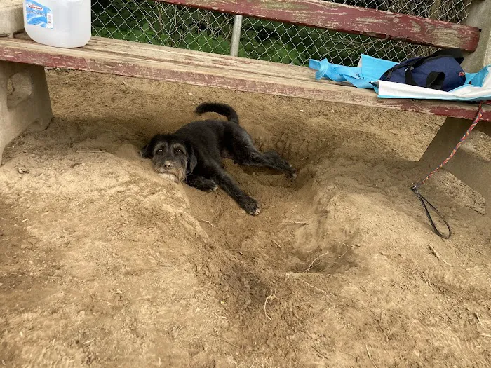 Riverside Dog Park 10
