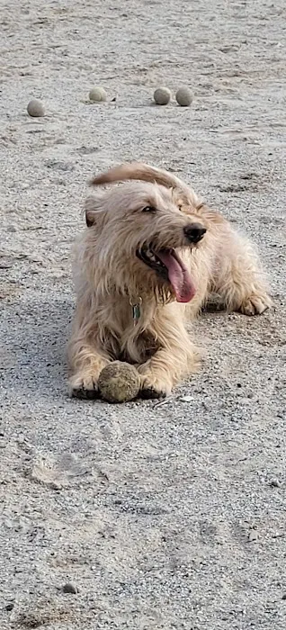 Manchester Dog Park 1
