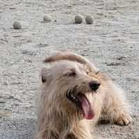 Manchester Dog Park ico