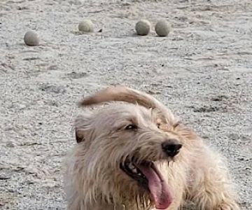 Manchester Dog Park