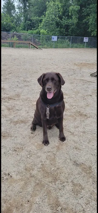 Manchester Dog Park 4