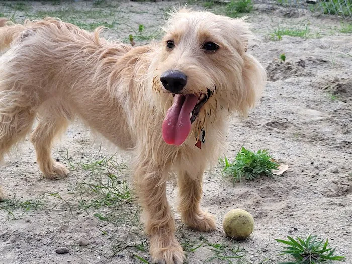Manchester Dog Park 2