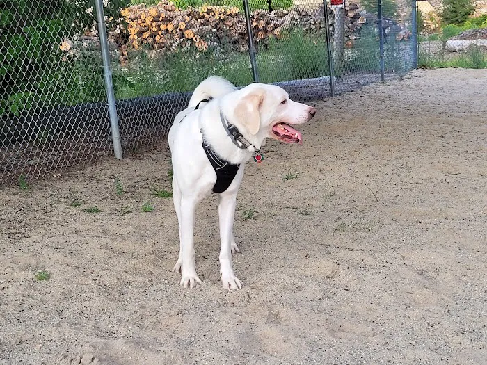 Manchester Dog Park 5