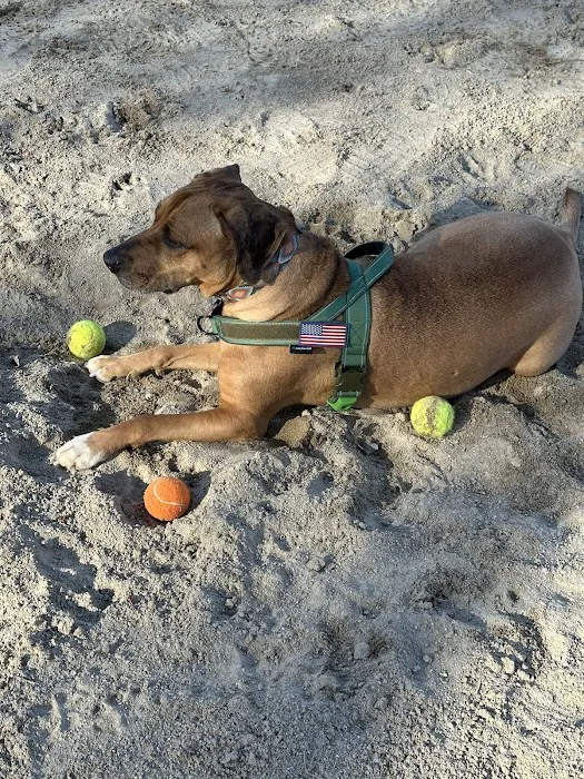 Manchester Dog Park 10