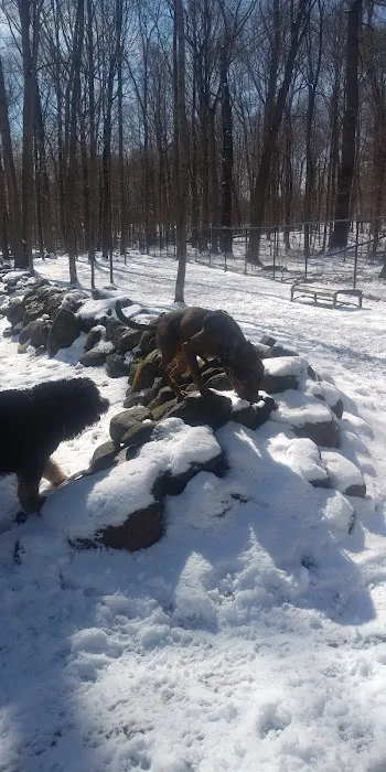 Danvers Dog Park 1