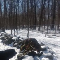 Danvers Dog Park ico