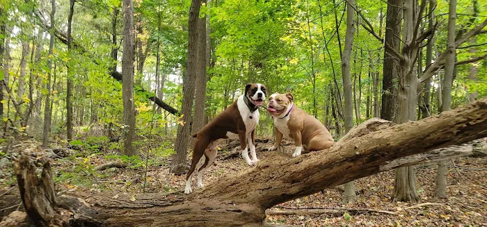 Danvers Dog Park 4