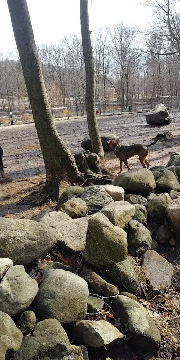 Danvers Dog Park 2