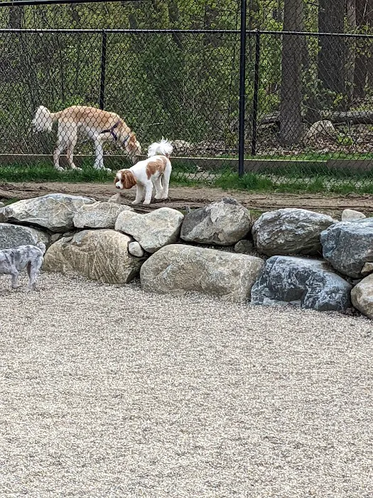 Danvers Dog Park 10