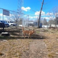 Beverly Dog Park ico