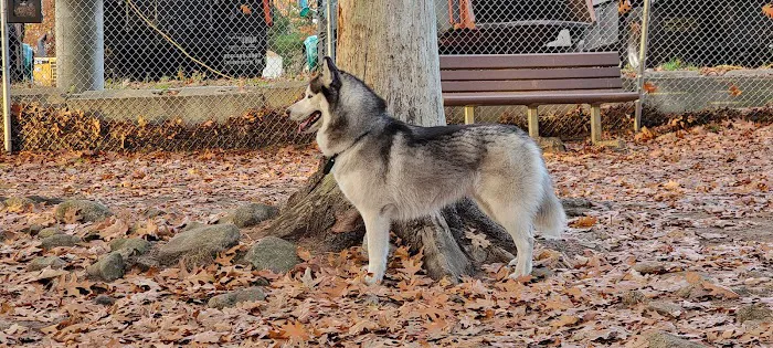 Beverly Dog Park 10