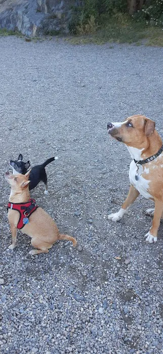 Trafton Dog Park 2