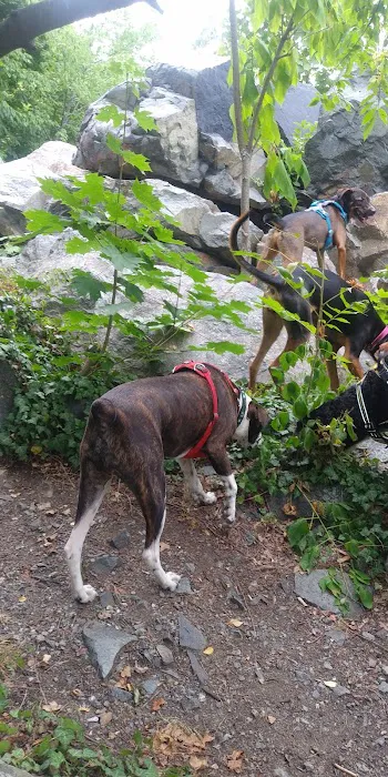 Trafton Dog Park 6