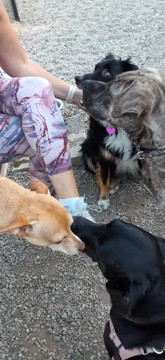 Trafton Dog Park 3