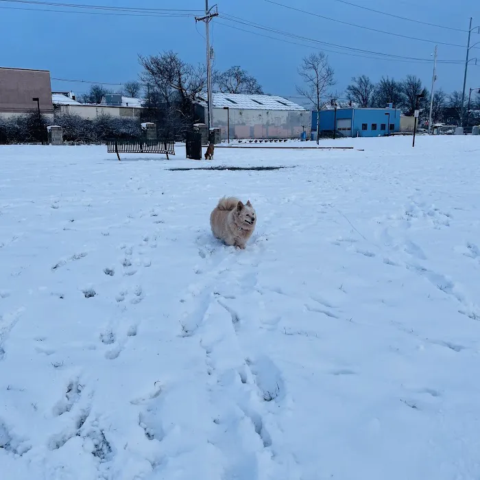 Dog Park at 7-Acre Park 4