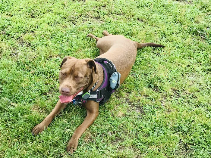 Barkland Avenue Dog Park 5