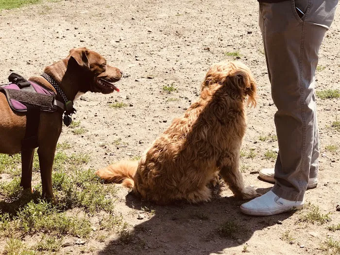 Barkland Avenue Dog Park 4