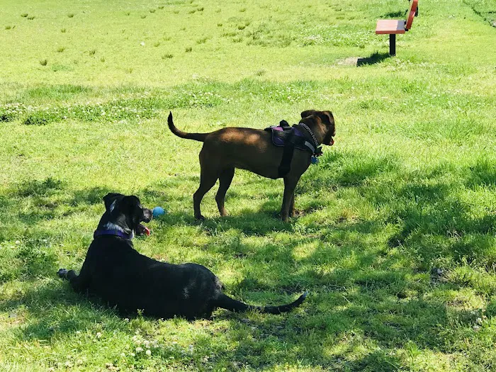 Barkland Avenue Dog Park 6