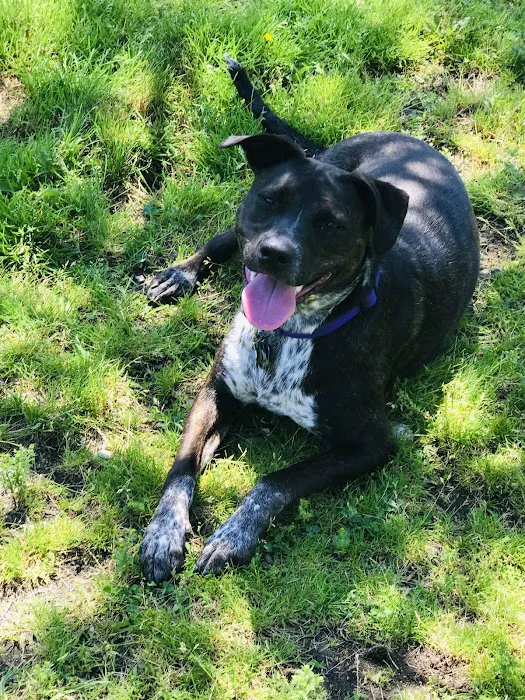 Barkland Avenue Dog Park 7