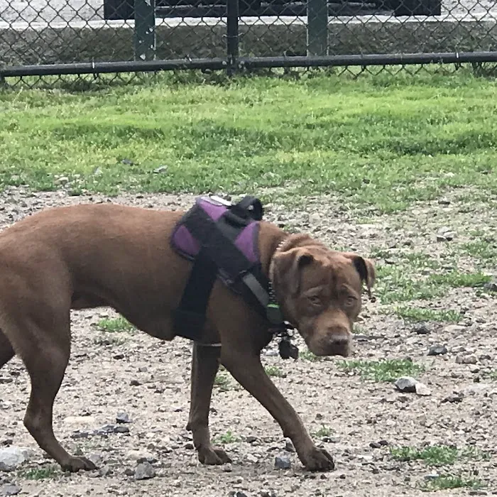 Barkland Avenue Dog Park 8