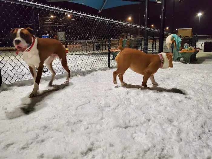 Peabody Dog Park 7
