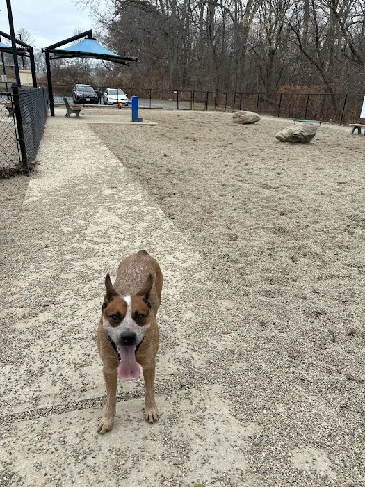 Peabody Dog Park 10