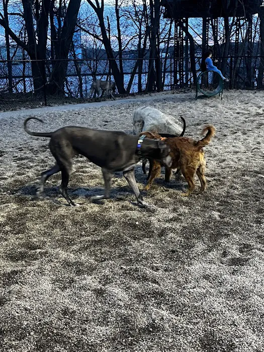Peabody Dog Park 1