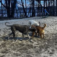 Peabody Dog Park ico