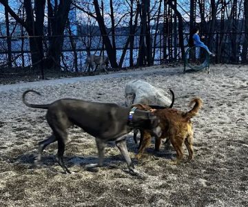 Peabody Dog Park