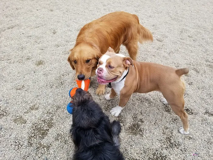 Peabody Dog Park 8