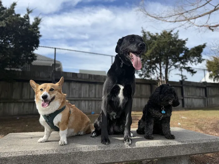 The Pup Park on Chelsea 1