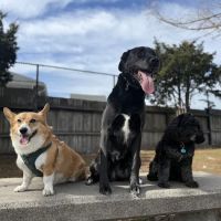 The Pup Park on Chelsea ico