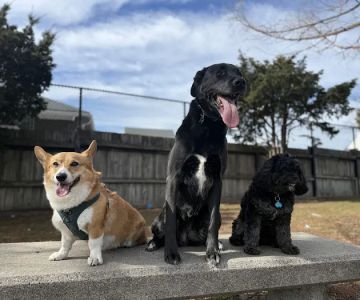 The Pup Park on Chelsea