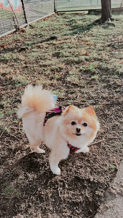 The Pup Park on Chelsea 7