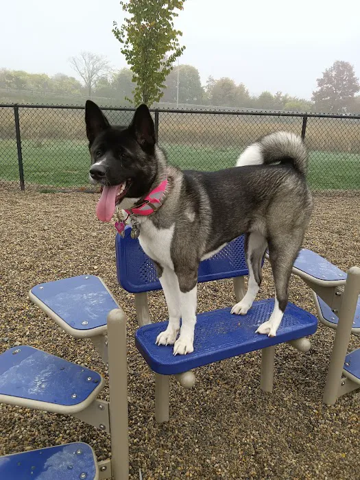 Paws & Play Dog Park 1