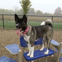 Paws & Play Dog Park ico
