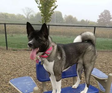 Paws & Play Dog Park